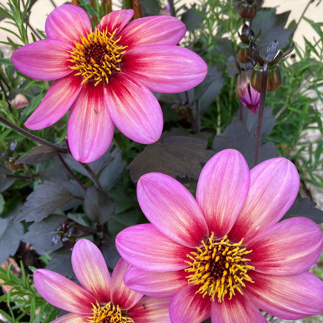 EHBL_20200031.jpg